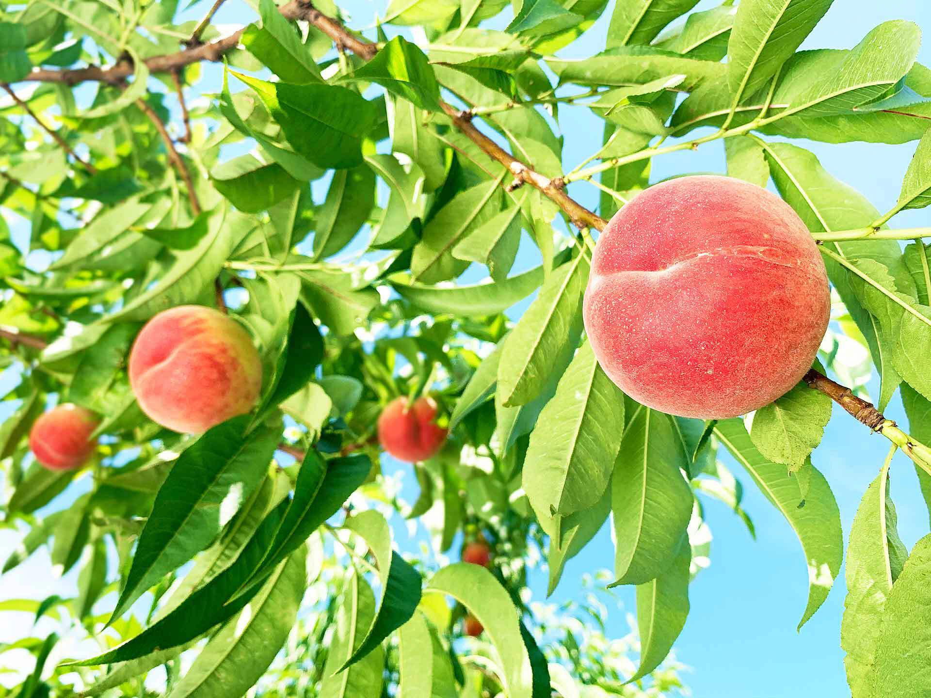 しいもも様 白鳳 【夏ギフト】 贈答用 8月上旬発送の早生品種 2.8キロ前後