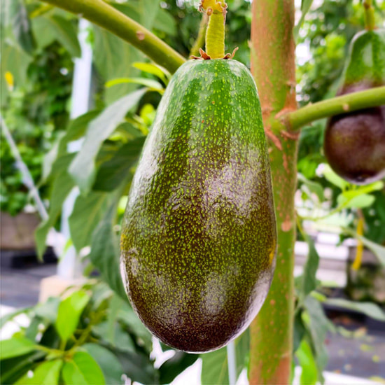 せきね農園 アボカド品種