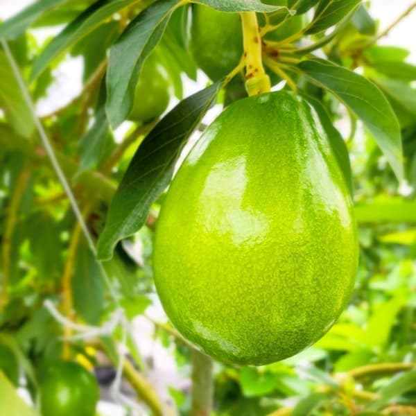 せきね農園 アボカド品種