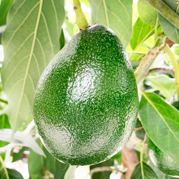 せきね農園 アボカド品種