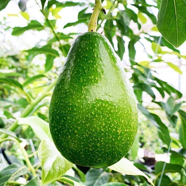 せきね農園 アボカド品種