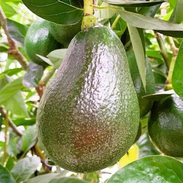 せきね農園 アボカド品種