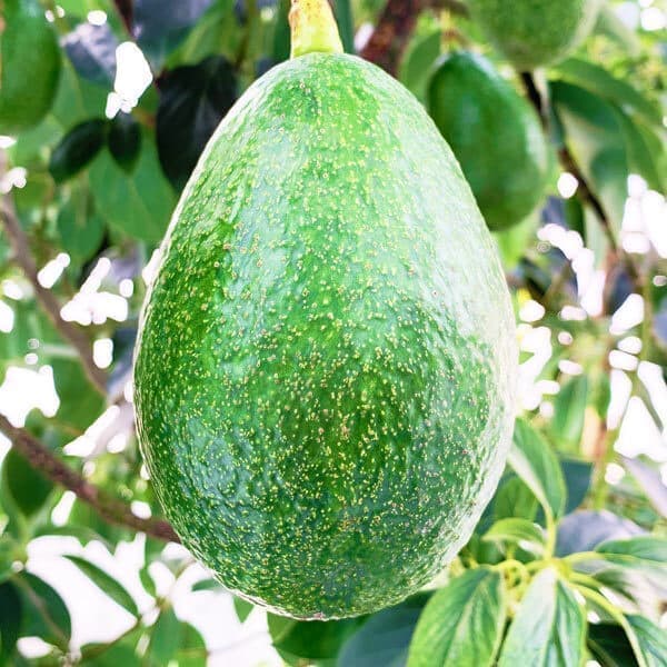 せきね農園 アボカド品種