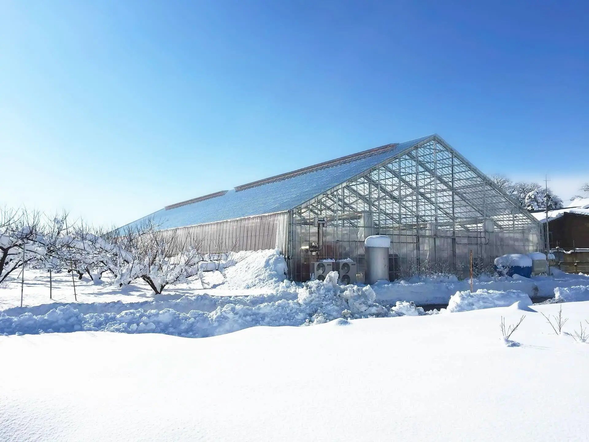 せきね農園 雪国アボカド